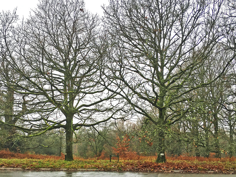 A photo of two of the Royal Oaks outside the Speech House.