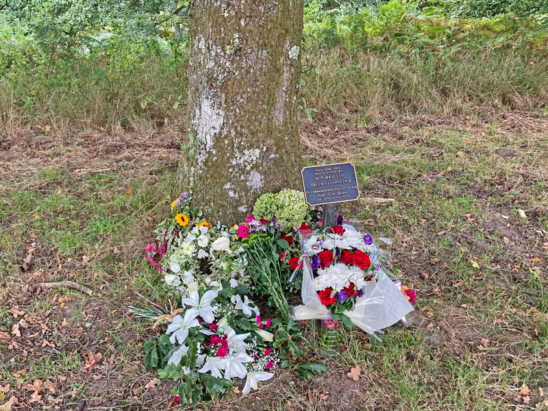 A photo of Queen Elizabeth's tree at the Speech House.